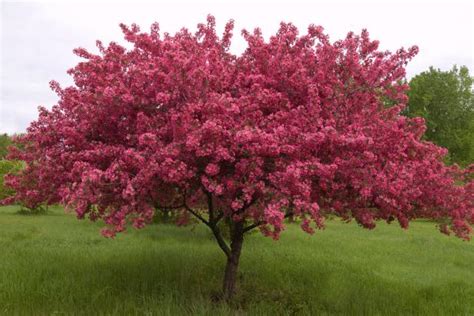 15 Fast Growing Trees Add Shade And Beauty Quickly Hgtv