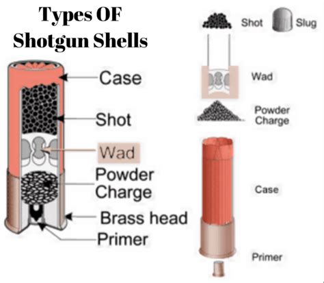 Understanding Shotgun Shells Types Sizes And Applications