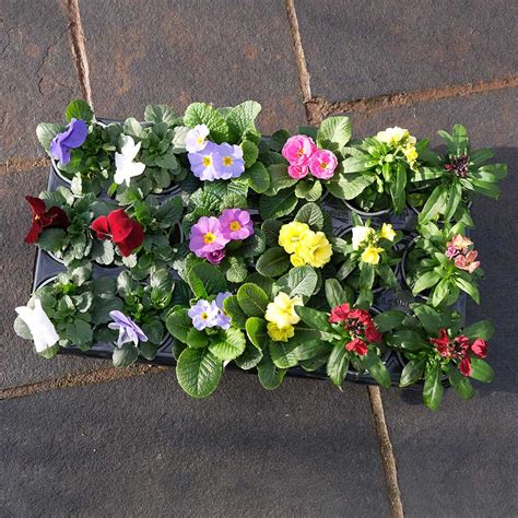Our Selection Winterspring Bedding Plants Suttons Suttons