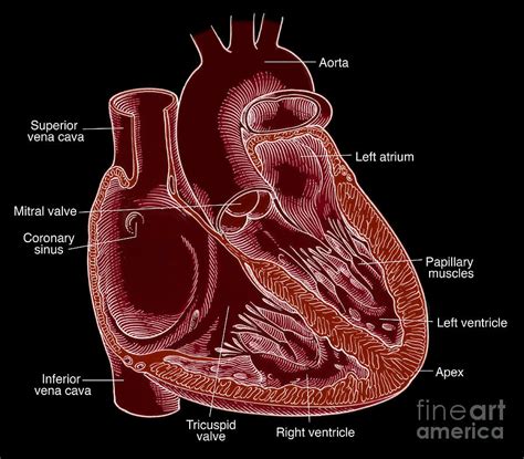 Illustration Of Heart Anatomy Photograph By Science Source