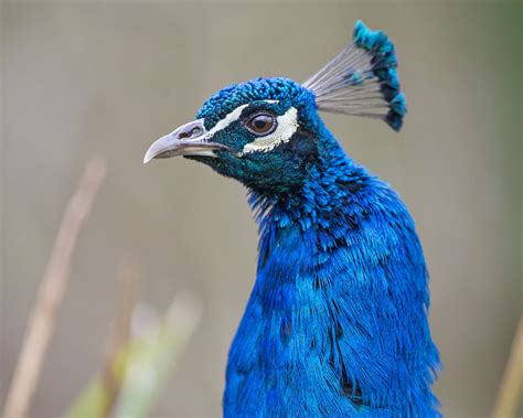 Peacock profile | Profile picture images, Profile picture, Profile ...