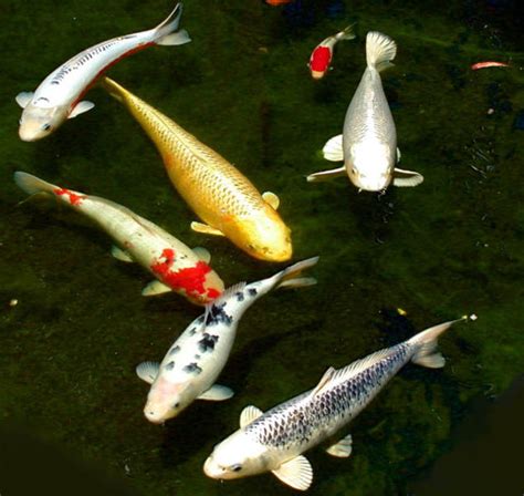 Use them in commercial designs under lifetime, perpetual & worldwide rights. Amaze Pics & Vids: "Koi Fish" or "Japanese Carp ...