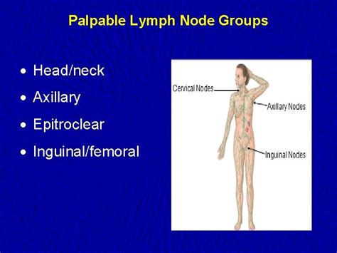 Lymph Nodes Examination Examination Of The Lymphatic System