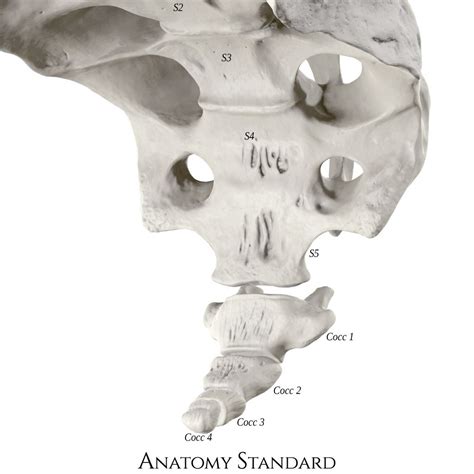 Coccyx Anterior Oblique View Muscle Anatomy Forensic Anthropology