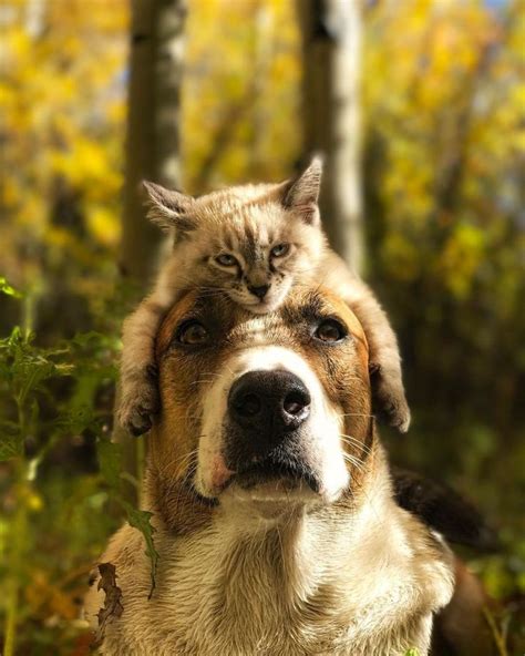 A Cat Sitting On Top Of A Dogs Head In The Woods With Its Eyes Closed