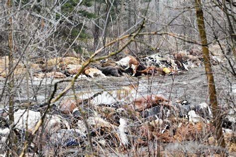 Dozens Of Dead Animals Found On Hartford Farm Local