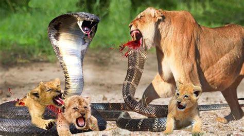 Lions Vs King Cobra Real Fight Mother Lion Sacrificed Her Life To Save Her Cubs From Cobra