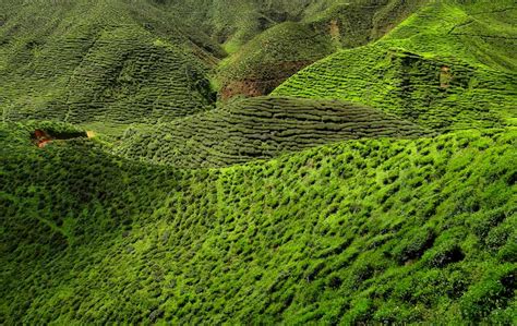 Altogether, the boh tea plantation has a total of 8000 acres planted with tea. BOH Tea plantation Sungai Palas coffee and scones | Visit ...