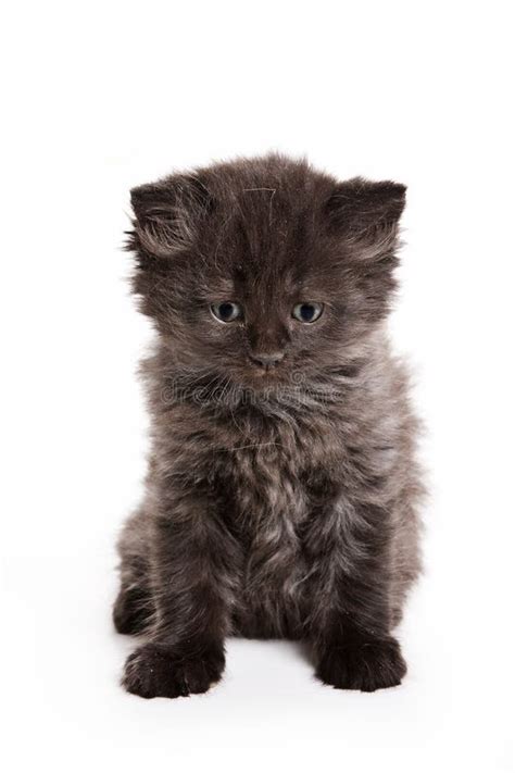 Black Fluffy Kitten With Green Eyes Ready To Pounce Stock Image Image