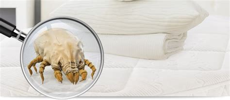 Bettwanzen schaden auf dauer ihrer gesundheit. Milben Matratze Erkennen