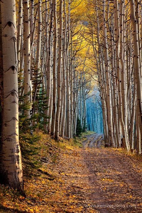 Aspen Lined Tunnel Of Trees From 50 Mind Blowing Examples Of Landscape