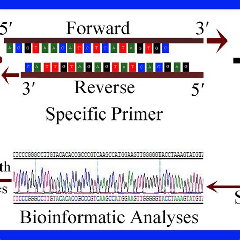 Dna Barcoding System For Identification Of Microbial Communities