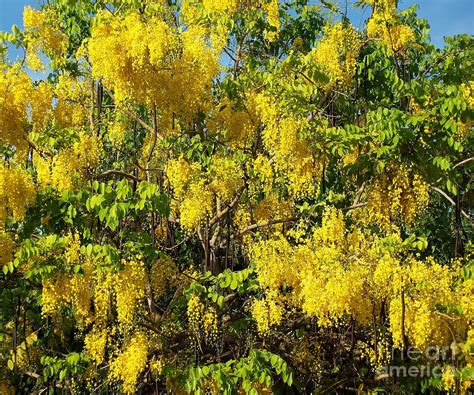Gold rain and hailstones by jit murad is a hilarious and often poignant tale of home, identity, friendship and family. Golden Rain Tree In Full Bloom Photograph by Yali Shi