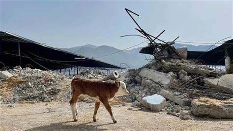 Tarım ve Orman Bakanı Vahit Kirişci Depremde telef olan hayvanlarının
