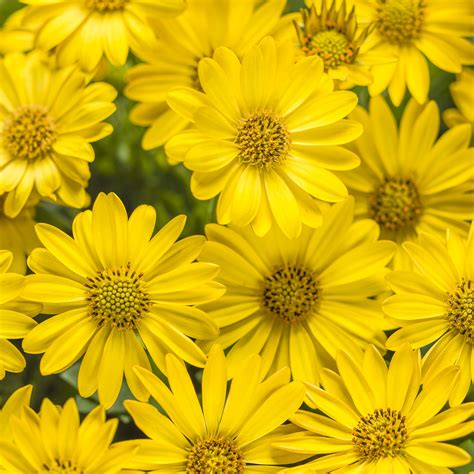4 Petal Yellow Flower Best Flower Site