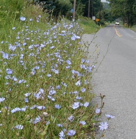 Chicory Blossoms Decorate Country Roads With Sky Blue Wild Flowers