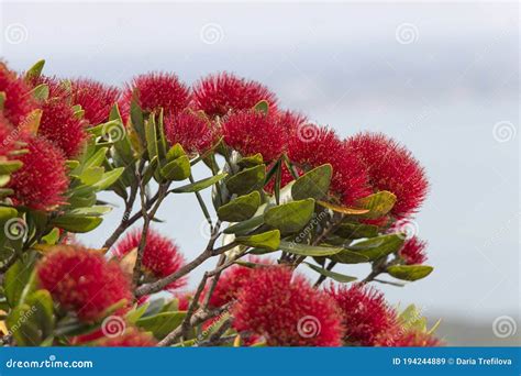 Close Up View Of Pohutukawa Branch In Bloom Stock Image Image Of