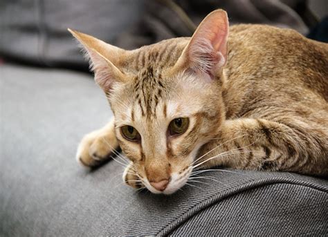 Type 2 diabetes is the most common form in cats. Water Diabetes in Cats | petMD