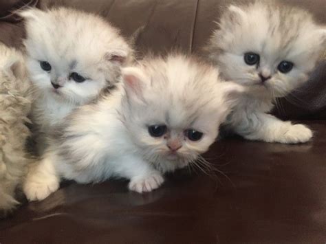 Championship designer persian kittens & persian cats. Persian Cats For Sale | Phoenix, AZ #213165 | Petzlover