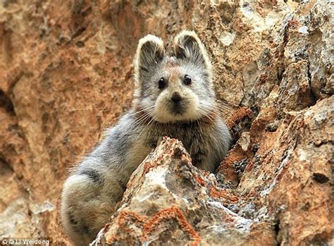 Chinese Pika Facing Extinction As People Try To Keep Them As Pets