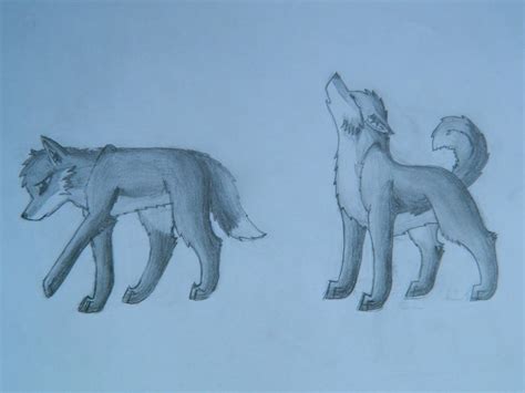 Wolf Sketches By Anukacat On Deviantart