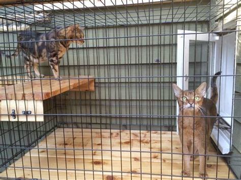 Building this large cat enclosure may be a little challenging. Awesome Large DIY backyard Cat Enclosure | Cuckoo4Design