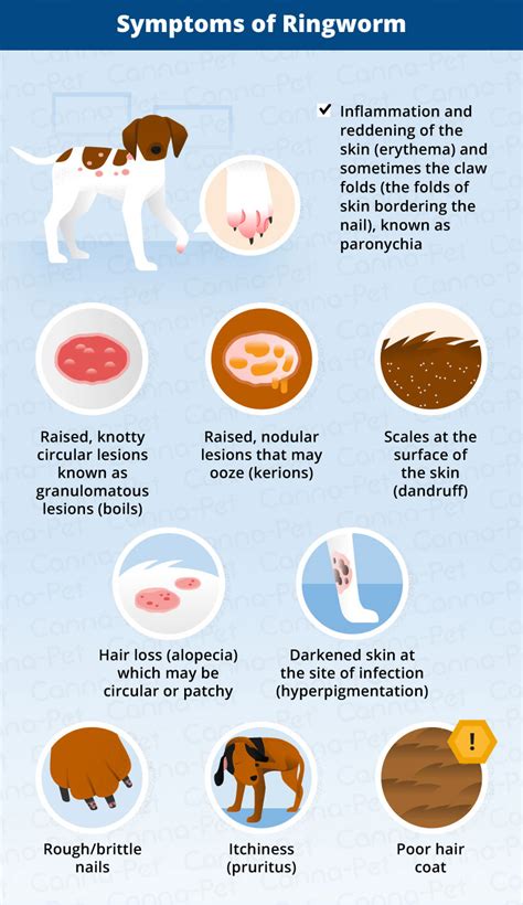 Ringworm In Dogs Causes Signs Treatment Canna Pet®