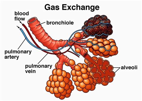 Gas Exchange In Lungs Diagram