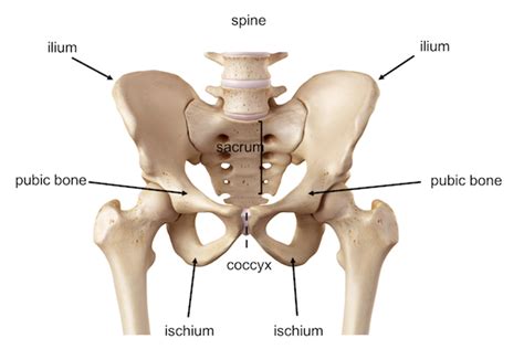 Sports Med Hip And Pelvis