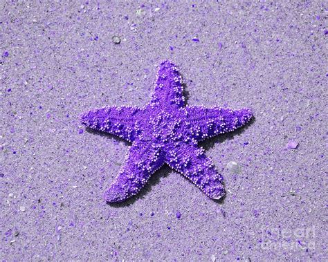 Sea Star Purple Photograph Sea Star Purple Fine Art Print