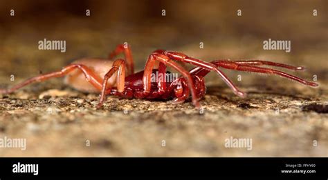 Woodlouse Spider Dysdera Crocata Stretched Out A Specialist