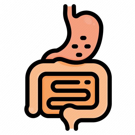 Stomach Intestine Anatomy Internal Organs Metabolism Digestion Icon Download On Iconfinder