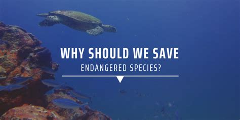 Why Should We Save Endangered Species Gvi Aus