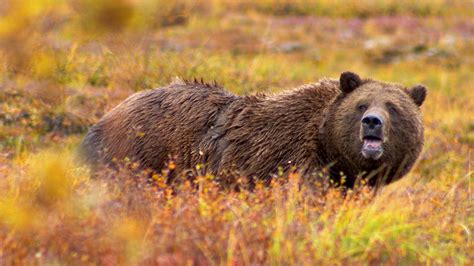 Grizzly Bear Denali National Park Quest Kqed Science