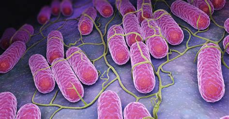 Bakteria Salmonelli Jest Pasożytem Zewnętrznym - Salmonella oporna na antybiotyki coraz bardziej się rozprzestrzenia
