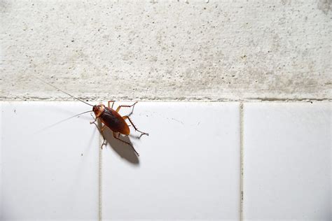 Pest Control Company Offering Money To Let Cockroach Inside Your Home