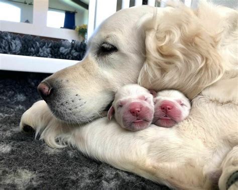 35 Proud Dog Mommies With Their Puppies New Pics
