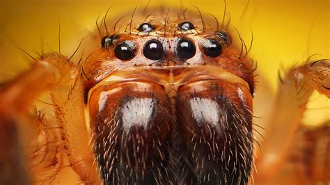 Whos Looking At You Kid Incredible Close Up Photos Of Spiders
