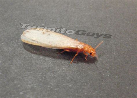 Flying Termites Invade Brisbane