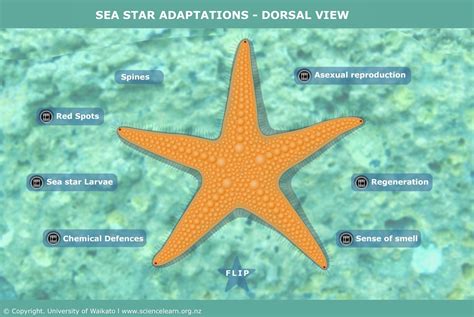Sea Star Adaptations Dorsal View — Science Learning Hub
