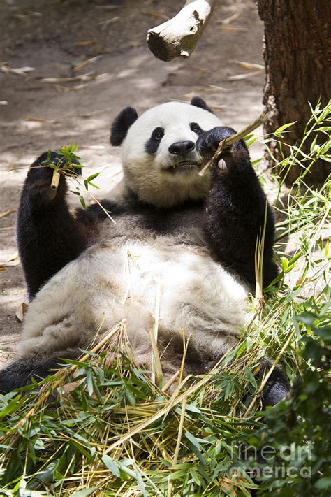 Giant Panda Eating Bamboo Photograph By Jason O Watson