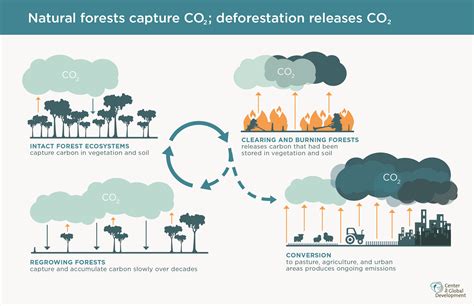 How Does Agriculture Cause Deforestation And How Can We Prevent It