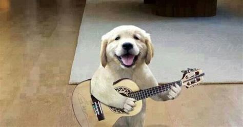 Playing Guitar Cute Animals Pinterest Playing Guitar And Animal