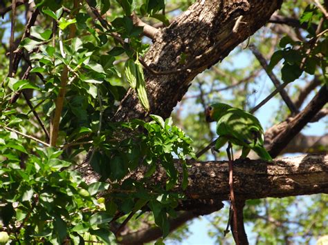 Free Images Tree Forest Branch Leaf Flower Wildlife Jungle