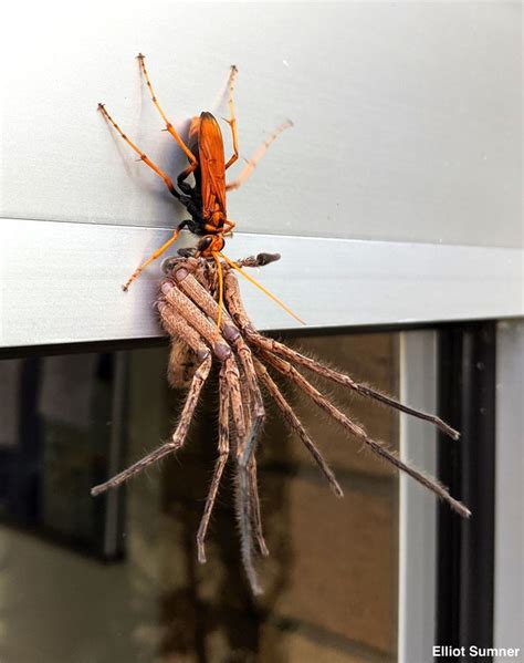 Abc News On Twitter Huntsman Spider Terrifying Pictures Huntsman