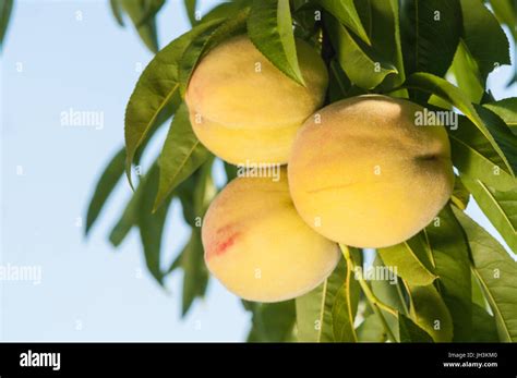 Ripe Peach Fruits On The Tree In Garden Stock Photo Alamy