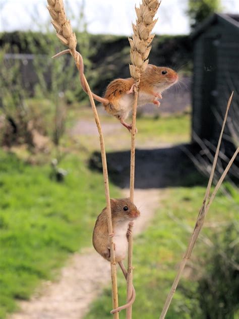 Harvest Mice Cute Climbing Free Photo On Pixabay