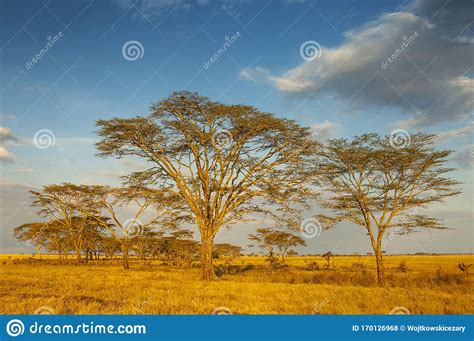 Acacias Vachellia Tree At Sunrise In Serengeti National Park Tanzania