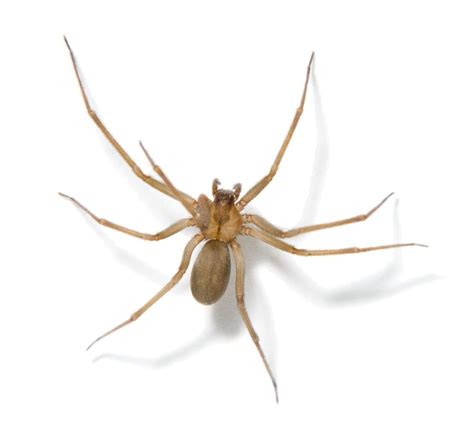 Brown Recluse Control How To Get Rid Of Spiders Rose Pest Solutions