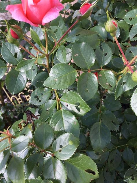 Whats Eating My Rose Bush Leaves